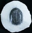 Elegant Mrakibina Trilobite Fossil - #6120-1